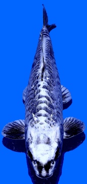 Ginrin Bigscale Godzilla Igarashi  42cm Nisai High Quality 