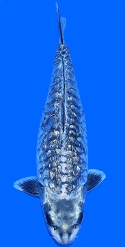 Ginrin Bigscale Godzilla Ikarashi 53cm Nisai Female VHQ-VERKAUFT! 