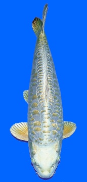 Ginrin Bigscale Oyama 60cm Sansai Female SHQ - VERKAUFT! 