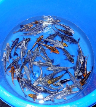 SPECIAL Ginrin Bigscale Takatatsu 20-30cm Tosai VHQ 
