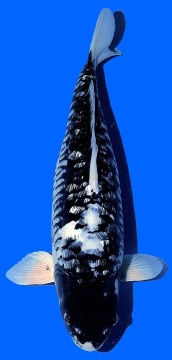 Ginrin Bigscale Takatatsu 54cm Nisai VHQ 