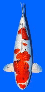Ginrin Kawarigoi Sakai Ltd 56cm Nisai Female VHQ 
