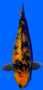 Special - Ginrin Orange Utsuri Maruhiro 32cm Nisai Female VHQ - VERKAUFT! 