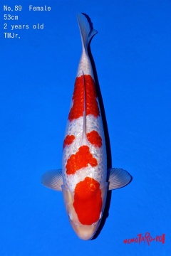 Ginrin Kohaku Momotaro new Nisai 53cm Female 