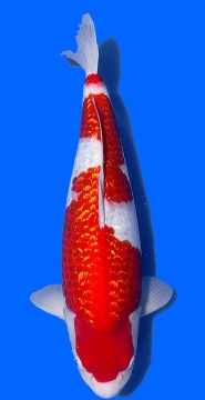 Ginrin Kohaku Teradomari 60cm Sansai Female SHQ 