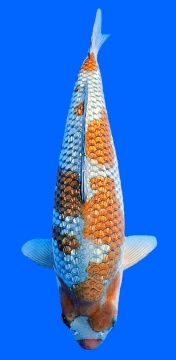 Ginrin Ochiba Toshinobu Igarashi 50cm Nisai Female SHQ - 2 Platz All Japan Show 