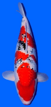 Kuchibeni Ginrin Sanke Sakai Ltd Hiroshima 60cm Sansai Female SHQ 