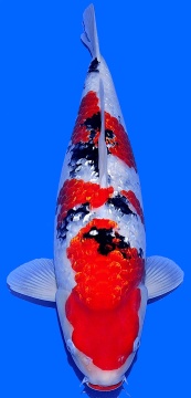 Ginrin Sanke Sakai Ltd 52cm Nisai Female SHQ 