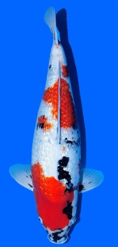 Ginrin Showa Shinoda 55cm Sansai Female HQ 