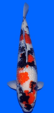 Ginrin Showa Teradomari 60cm Yonsai Female VHQ 