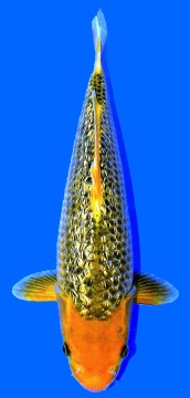 Golden Corn Taniguchi 29cm Tosai Female SHQ - VERKAUFT! 