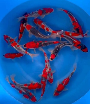 Goshiki 1 Kawakami Tateshita Tosai 20- 30cm VHQ Stck ab 299€ 