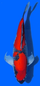 Goshiki Aoki 40cm Nisai VHQ 