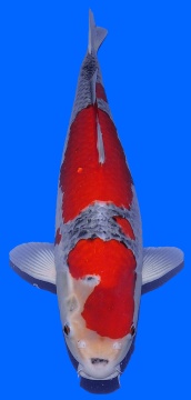 Goshiki Hiroi 50cm Sansai Female VHQ 