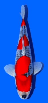 Goshiki Kawakami 32cm Tosai Female SHQ incl Mudpond 