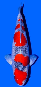 Goshiki Kawakami 55cm Nisai Female  VHQ 