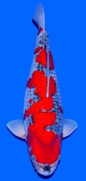 Goshiki Kawakami 55 cm Nisai Female VHQ 