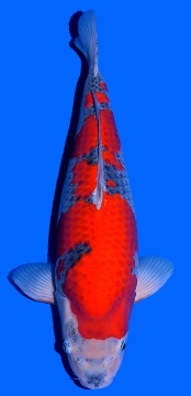Goshiki  Kawakami 55cm Nisai Female VHQ 