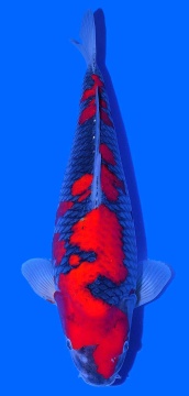 Goshiki Kawakami 58cm Nisai Female VHQ 
