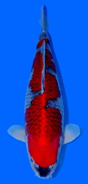 Goshiki Momotaro 68cm Yonsai Female SHQ 