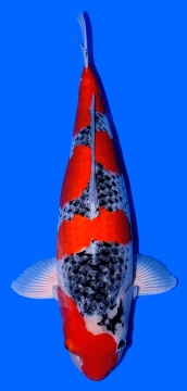 Goshiki Ofuchi 60cm Yonsai Female VHQ 
