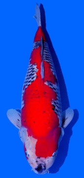 Goshiki Ozumi Ikarashi 57cm Female VHQ 