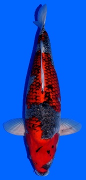 Goshiki Showa Higashi 73cm Sansai Female VHQ 