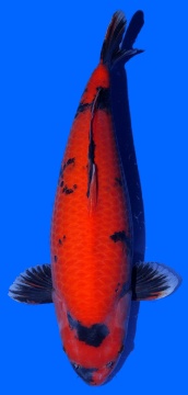 Hi Utsuri Shinoda 52cm Sansai Female VHQ 