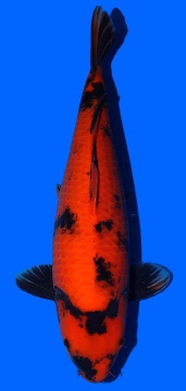 Hi Utsuri Shinoda 53cm Sansai Female VHQ 