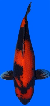 Hi Utsuri Shinoda 55cm Sansai Female VHQ 