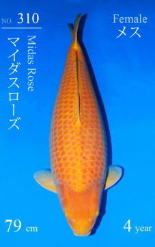 Karashigoi Sakai FF 79cm Yonsai Female 