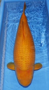 Karashigoi Sakai Fishfarm 90cm Female 