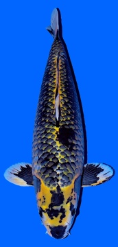 Kawari Oofuchi 63cm Sansai Female - SHQ 