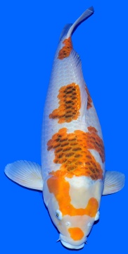 Kawarimono Momotaro 80cm Yonsai Female SHQ 