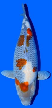 Kawari Shinoda 78cm Yonsai Female SHQ 