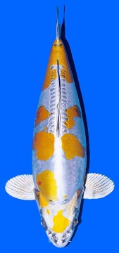 Ki Kikokuryu Kawakami 55cm Nisai Female SHQ 