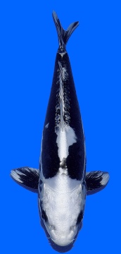 Kikokuryu Aoki 38cm Nisai VHQ 