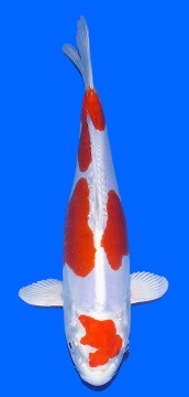 Kikusui Aoki 33cm Nisai Female HQ - VERKAUFT! 