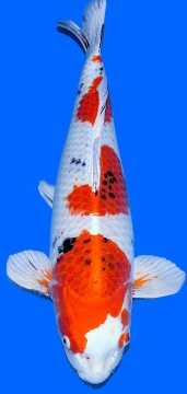 Kin Sanke Sakai Ltd 67cm Sansai Female 