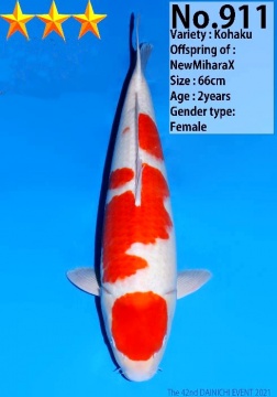 Maruten Kohaku Dainichi 66cm Nisai Female High Quality 
