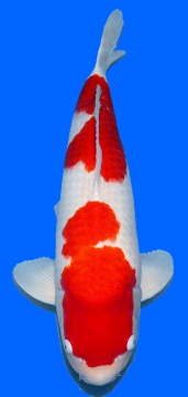 Kohaku Dainichi 65cm Yonsai Male VHQ 