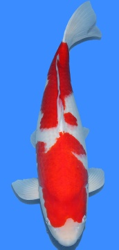 Kohaku Dainichi 66cm Yonsai Female HQ - VERKAUFT! 