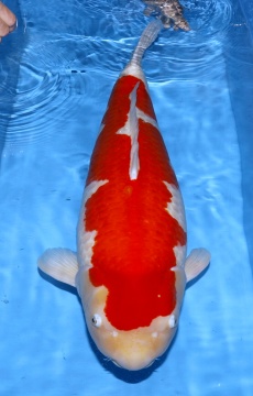 Kohaku Dainichi 87cm Female Show Quality 