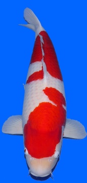 Kohaku Dainichi 87cm Geb 2018 Female New Mihara X VHQ 