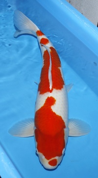 Kohaku Maruhide 70cm Sansai Female 