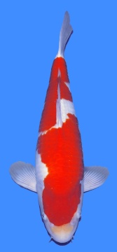 Kohaku Momotaro 53cm Nisai Male 