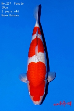 Kohaku Momotaro new Nisai 58cm Female HQ 