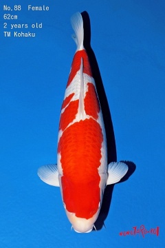 Kohaku Momotaro 62cm Nisai Female 