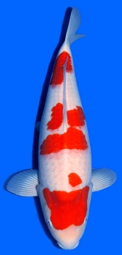 Kohaku Sakai FF 53cm Nisai Female VHQ 