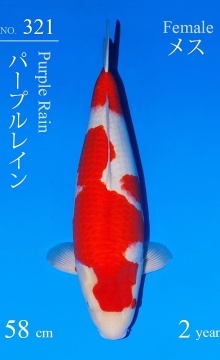 Kohaku Sakai FF 58cm Nisai Female VHQ 